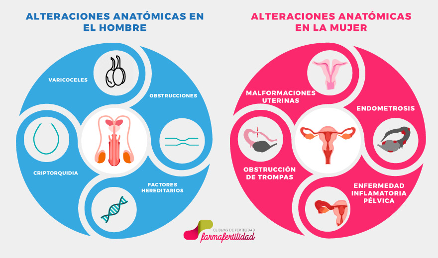 alteraciones de la anatomía que afectan a la fertilidad