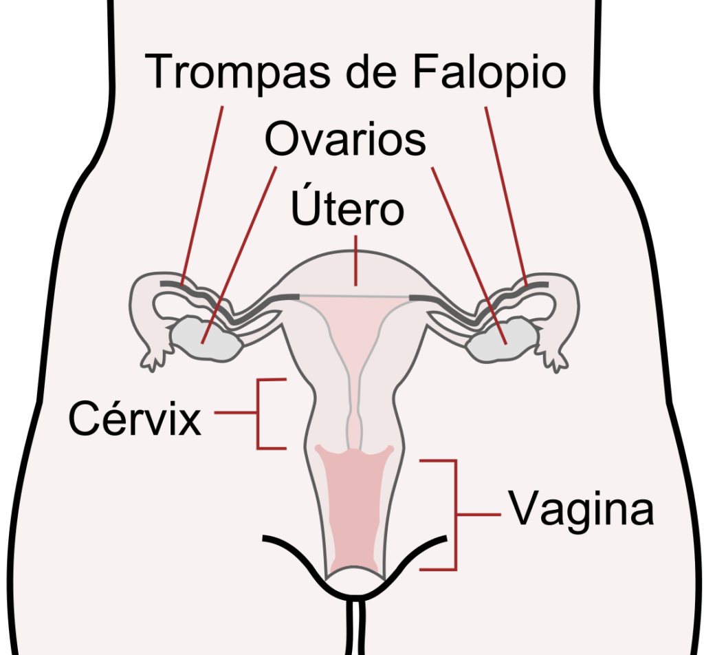 Ovarios Farma Fertilidad 3467