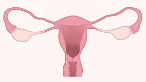 fallo ovarico prematuro,vitamina D, Embarazo, cese actividad ovarios
